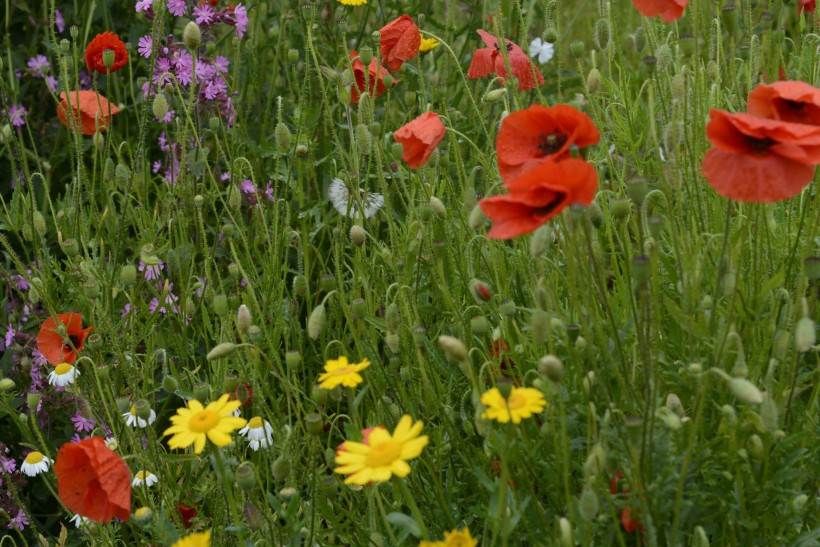 Volunteers Needed for Calders Garden in Edinburgh Volunteers Needed for Calders Garden in Edinburgh